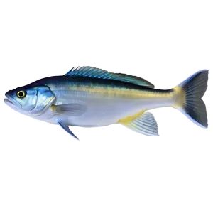 Saltwater Fish Profile Png 65 PNG image