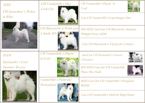 Samoyed Champion Pedigree Showcase PNG image