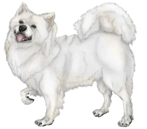Samoyed Dog Illustration.png PNG