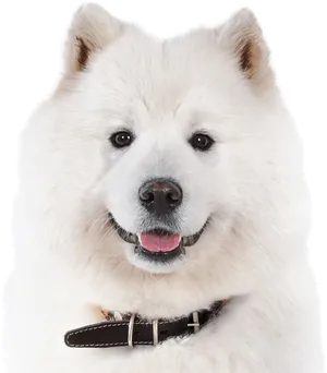 Samoyed Dog Portrait Smiling
