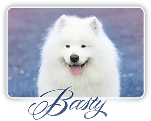 Samoyed Dog Smiling Basty PNG image