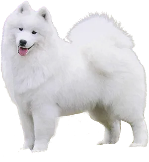 Samoyed Dog Standing Profile PNG image