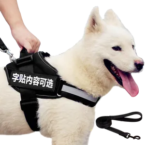 Samoyed Dog With Harness PNG image