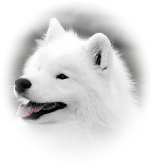 Samoyed Portrait Smiling Dog PNG