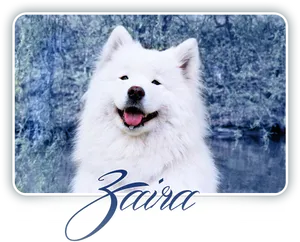 Samoyed Smilingin Nature.png PNG image