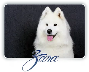 Samoyed Zara Portrait PNG image