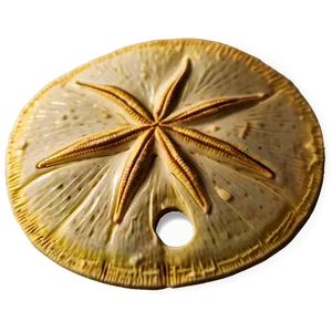 Sand Dollar Beach Scene PNG Wiv