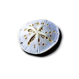 Sand Dollar For Aquarium Design PNG Ffp99