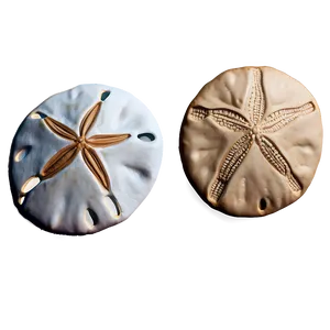 Sand Dollar Holiday Design PNG Xkp73