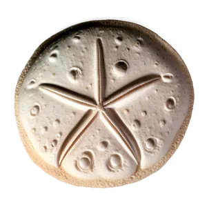 Sand Dollar In Sand Art PNG 06212024
