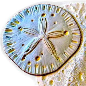 Sand Dollar On Beach Png 44 PNG image