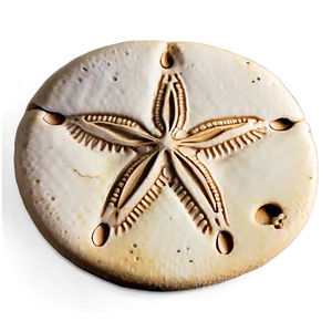 Sand Dollar Souvenir PNG Eer