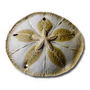 Sand Dollar Texture Png 06212024 PNG image