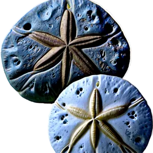 Sand Dollar With Ocean Background PNG Cdu