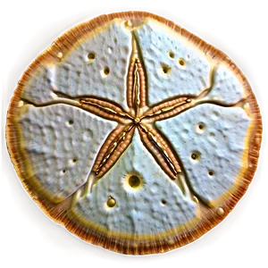 Sand Dollar With Waves PNG 73