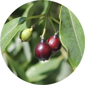 Sandalwood Tree Berries PNG image