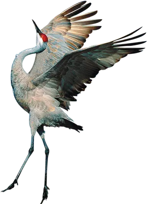 Sandhill Crane In Flight PNG