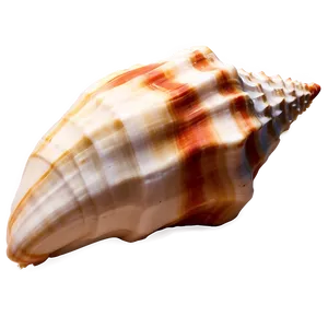 Sandy Beach Conch Shell Png 06132024 PNG image