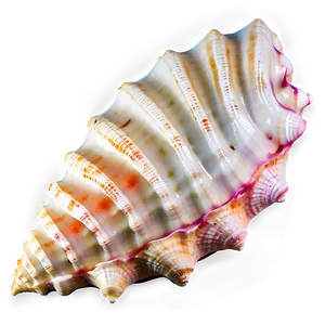 Sandy Beach Conch Shell Png 06132024 PNG image