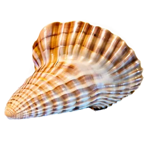 Sandy Beach Shell Png 05212024 PNG image