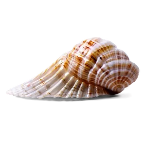 Sandy Beach Shell Png 88 PNG image