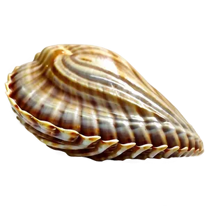 Sandy Beach Shell Png Qor PNG image