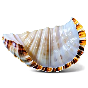 Sandy Beach Shell Png Wqf PNG image