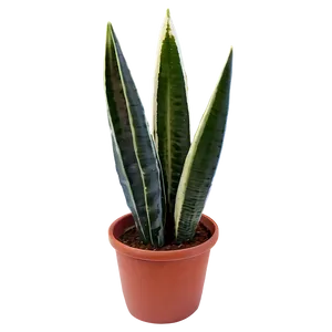 Sansevieria Plant PNG 48 PNG