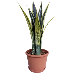 Sansevieria Plant PNG Ctb PNG