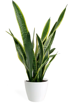 Sansevieria Snake Plantin White Pot