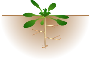 Sapling Roots Vector Illustration PNG image