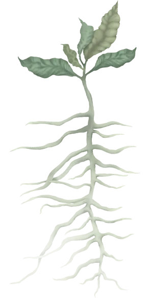 Sapling With Exposed Roots PNG image