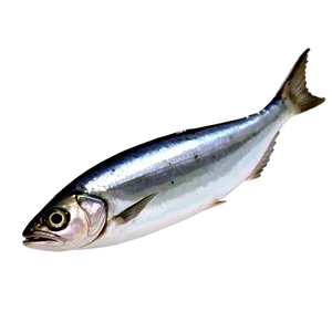 Sardine Brand PNG 12 PNG