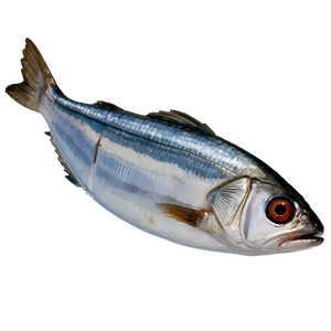 Sardine Cuisine PNG 06292024 PNG