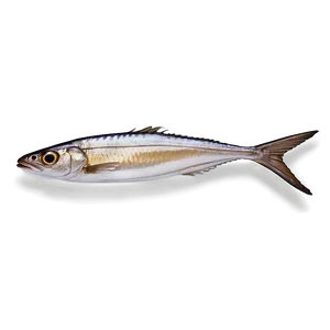 Sardine Delicacy PNG 61