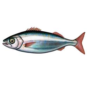 Sardine Gourmet PNG 40