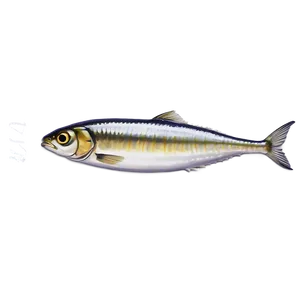 Sardine Logo PNG 06292024