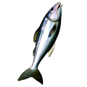 Sardine Mascot PNG 60