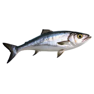 Sardine Mascot PNG Fel64 PNG