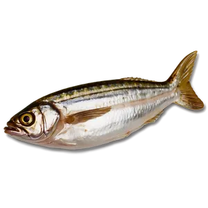 Sardine Meal PNG 34 PNG