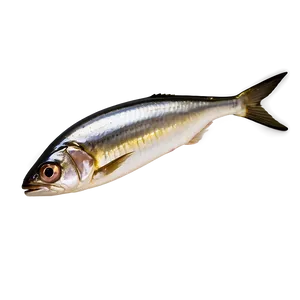 Sardine Oil PNG Spj