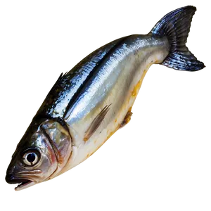 Sardine Omelette PNG 06252024