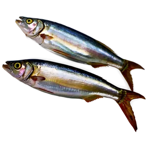 Sardine Pack PNG 06292024