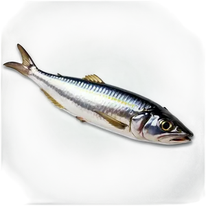 Sardine Packaging PNG 50 PNG
