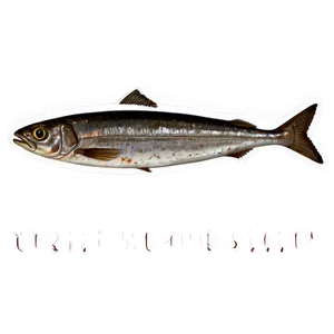 Sardine Stew PNG Pfd