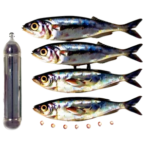 Sardines A