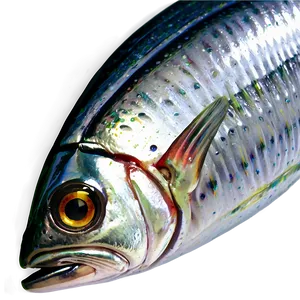 Sardines B