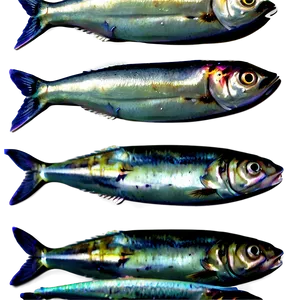 Sardines D
