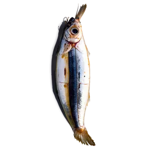 Sardines With Herbs Png 29 PNG image