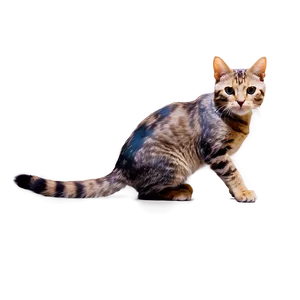 Sassy Cat Meme PNG Jmo